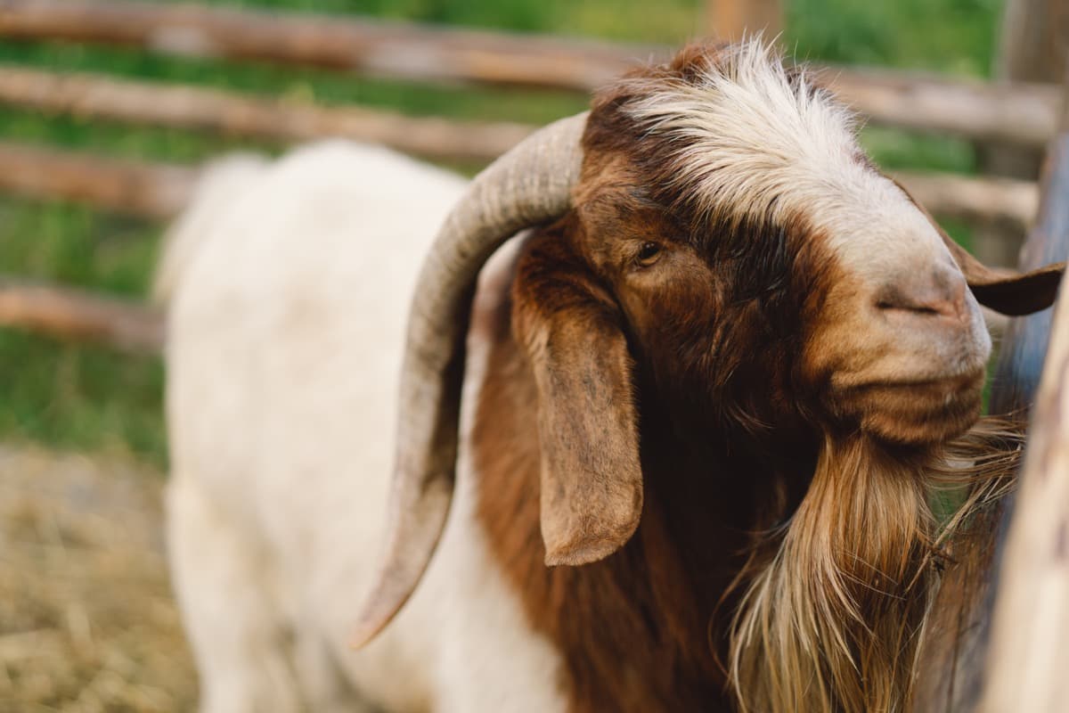 Key Rules to Start Boer Goat Farming