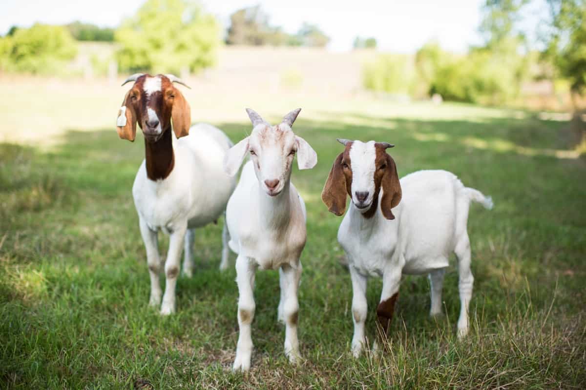 Boer Goat Farming
