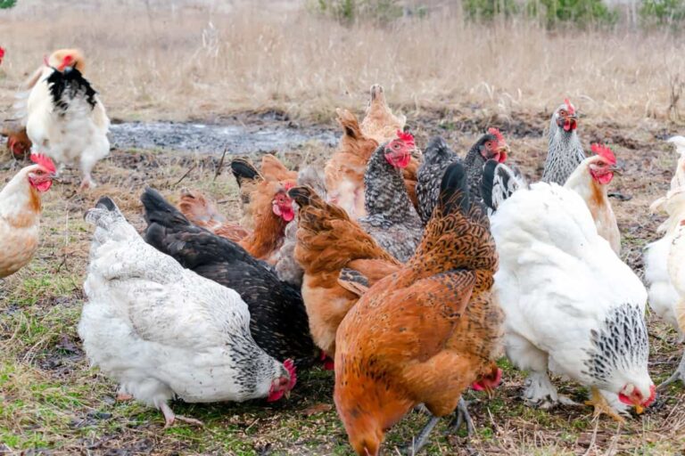 How to Start Free-range Chicken Farming: A Step-By-Step Guide, Advantages, and Disadvantages