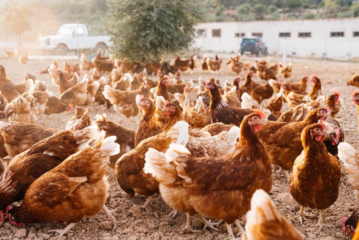 Flock of egg laying hens roaming outdoors on farm