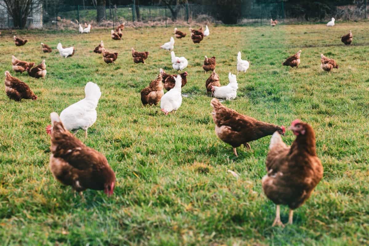 White and brown chickens in the fields