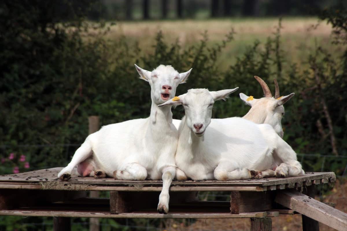 Key Rules to Start Goat Farming in Denmark