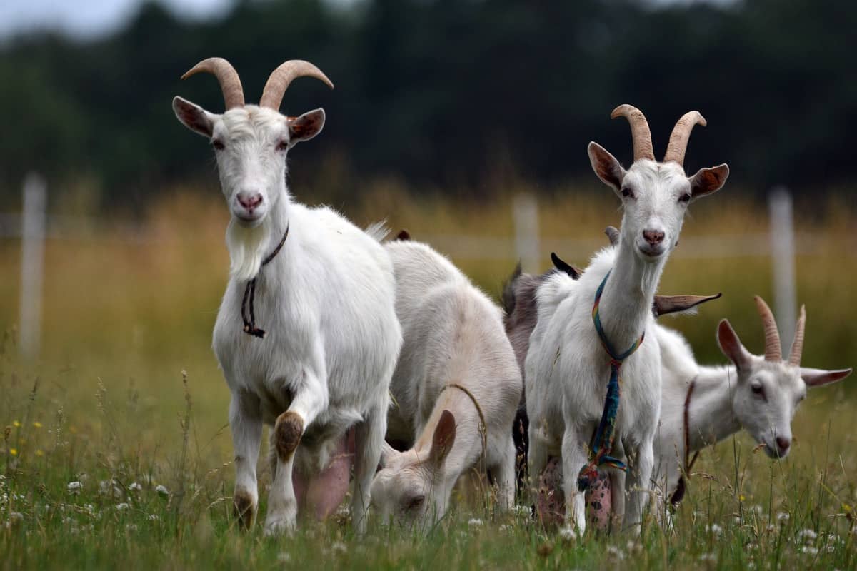 Goat Farming 