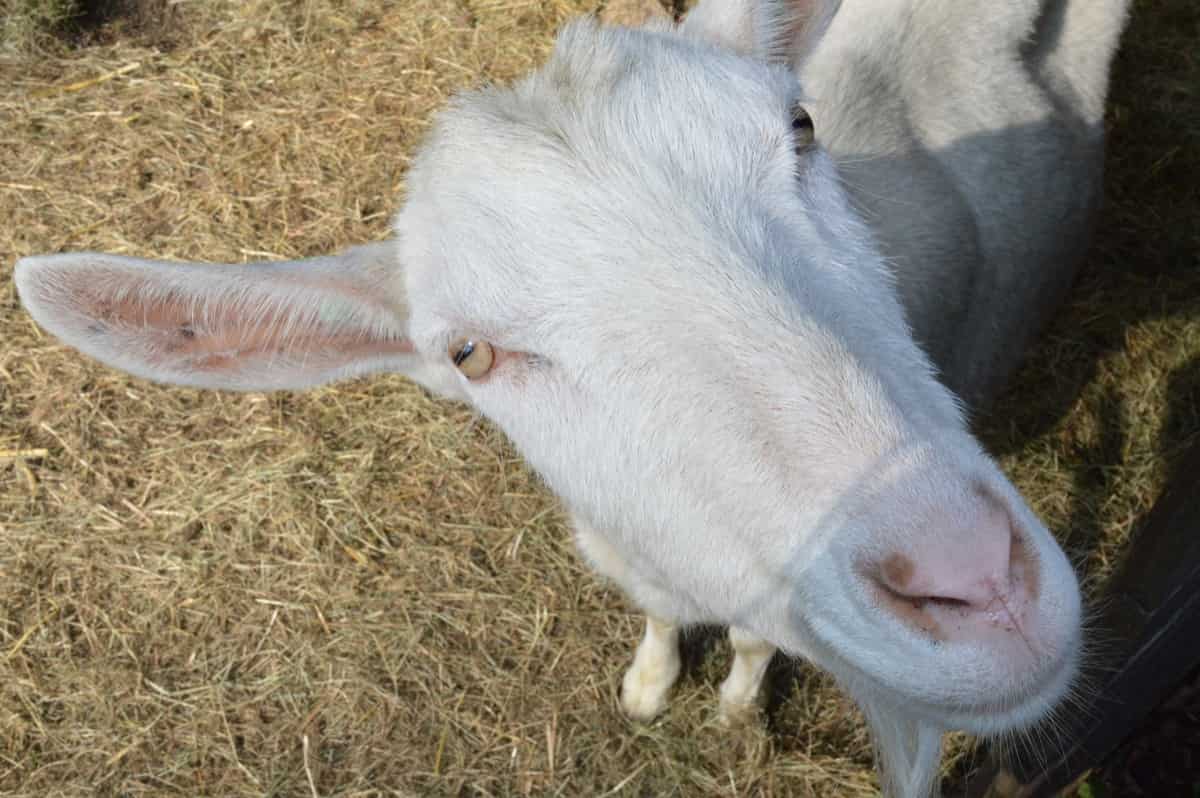 How to Start Goat Farming in Netherlands