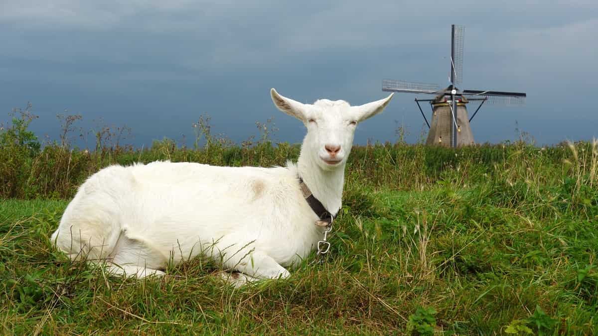 White Goat