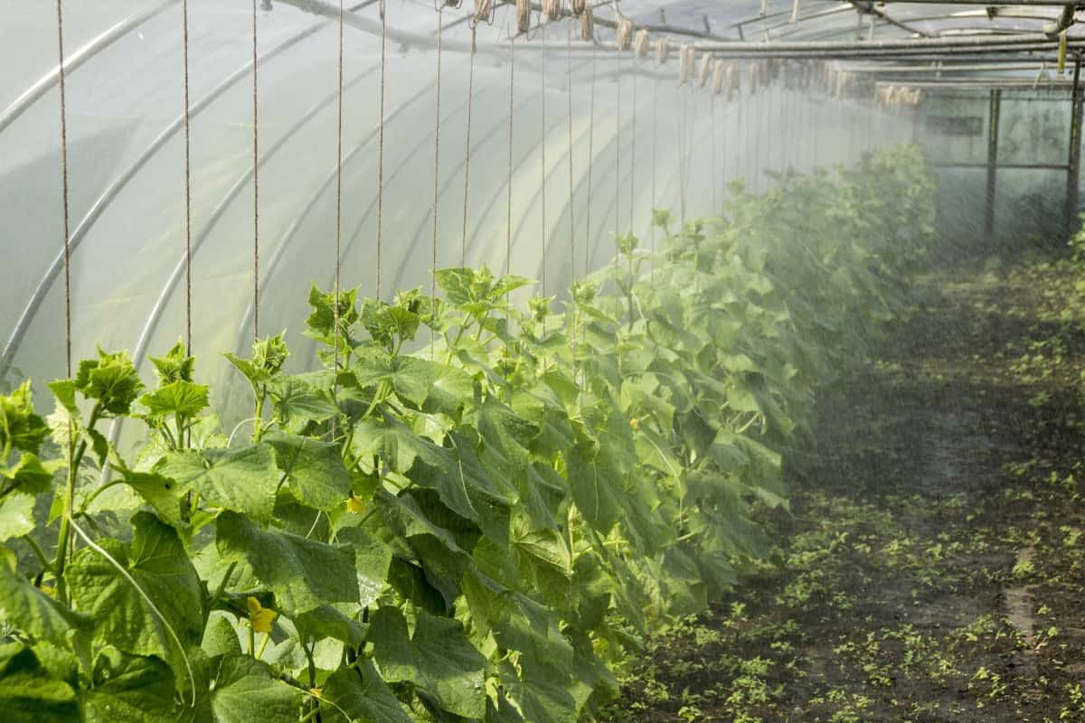 Greenhouse Farming in Denmark