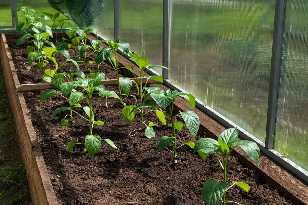 Greenhouse Pepper Farming