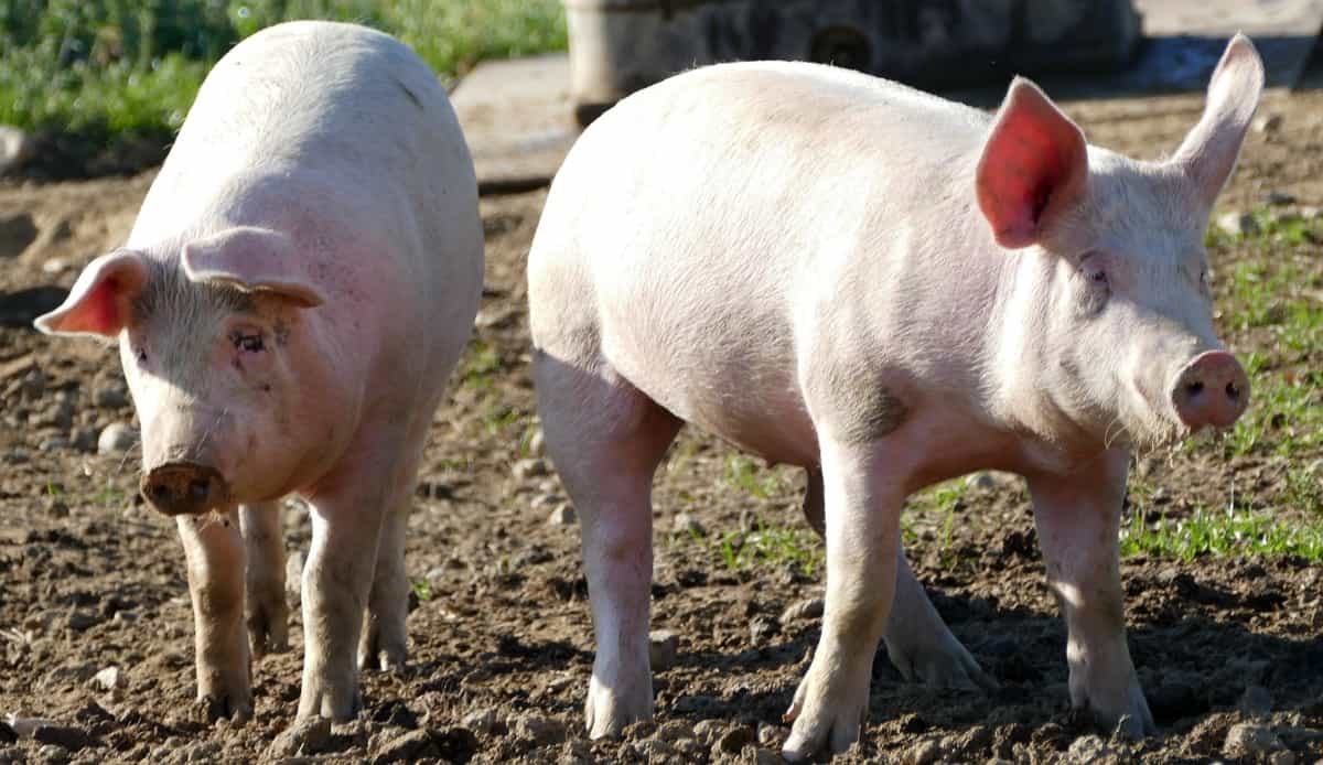 Key Rules to Start Pig Farming in Denmark
