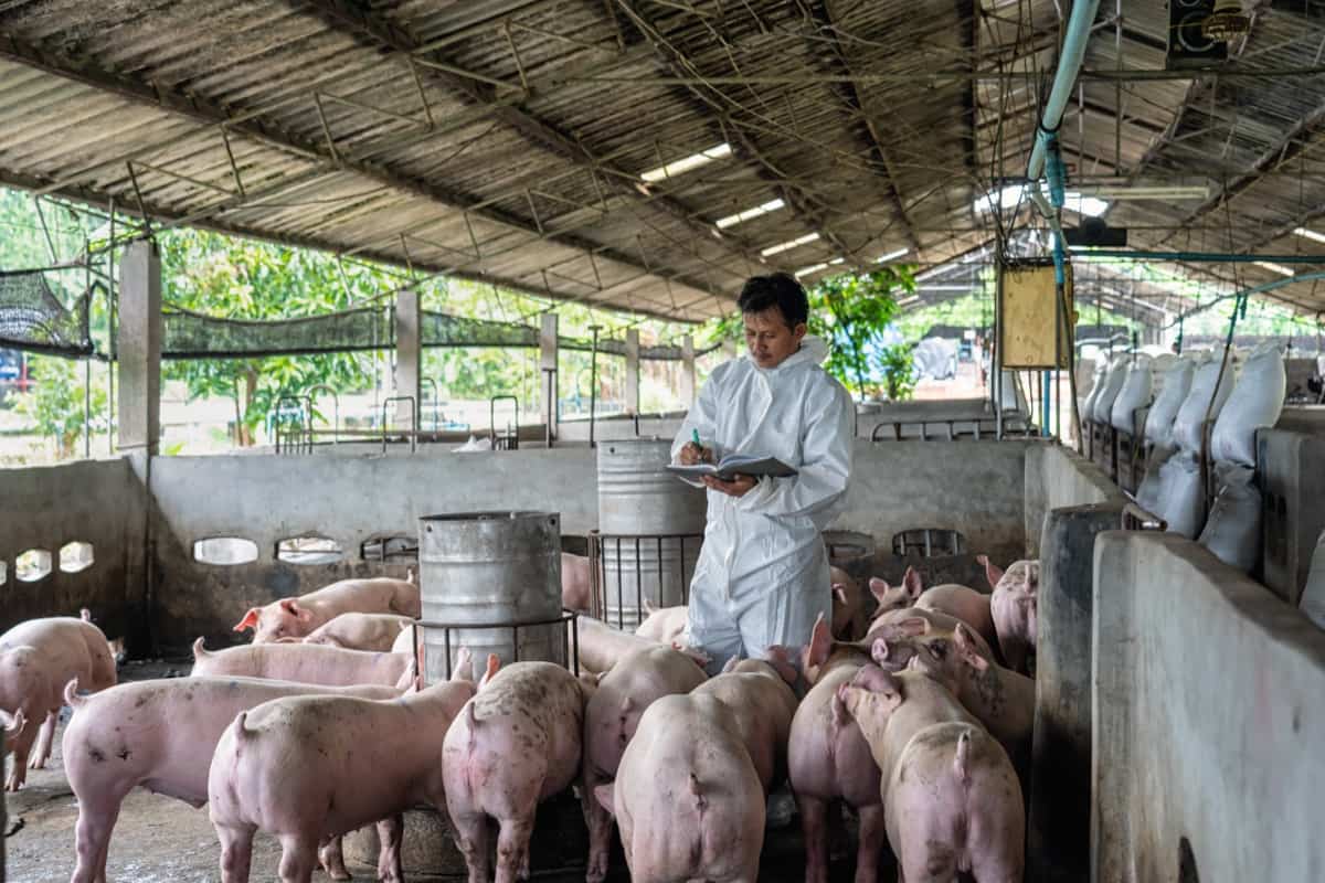 How to Start Pig Farming in Mexico