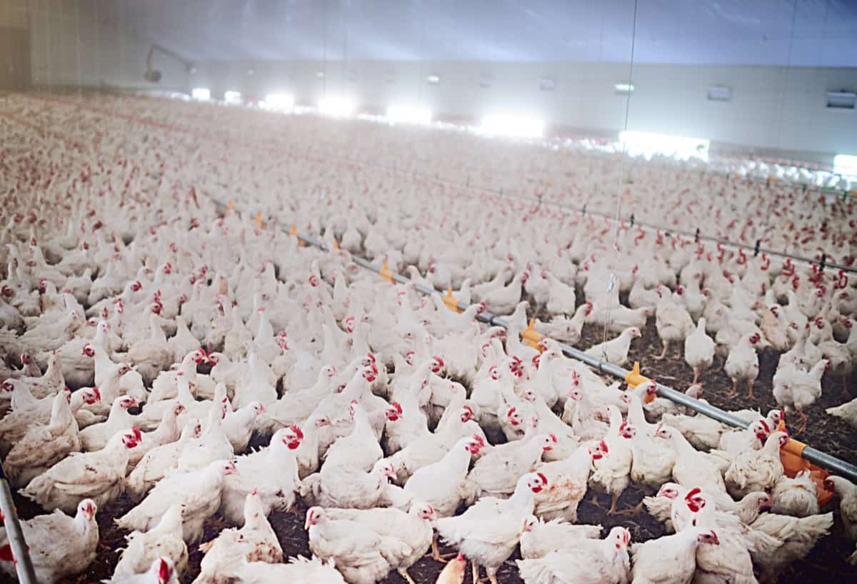 Large-Scale Poultry Farming
