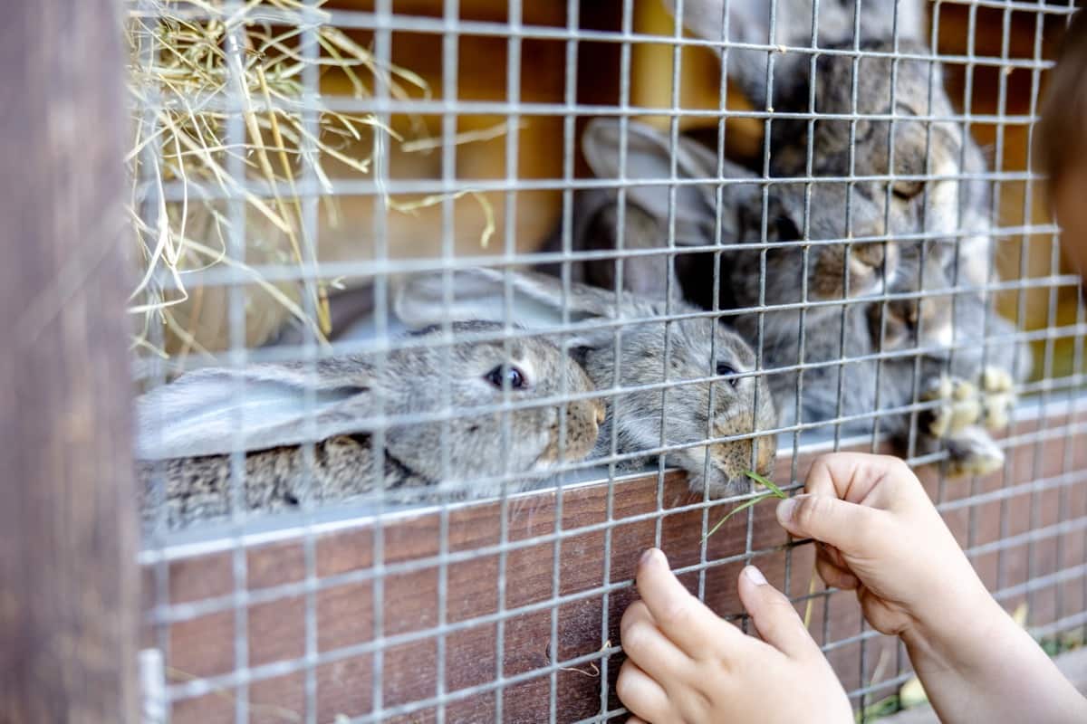 Rabbit Farming Cage
