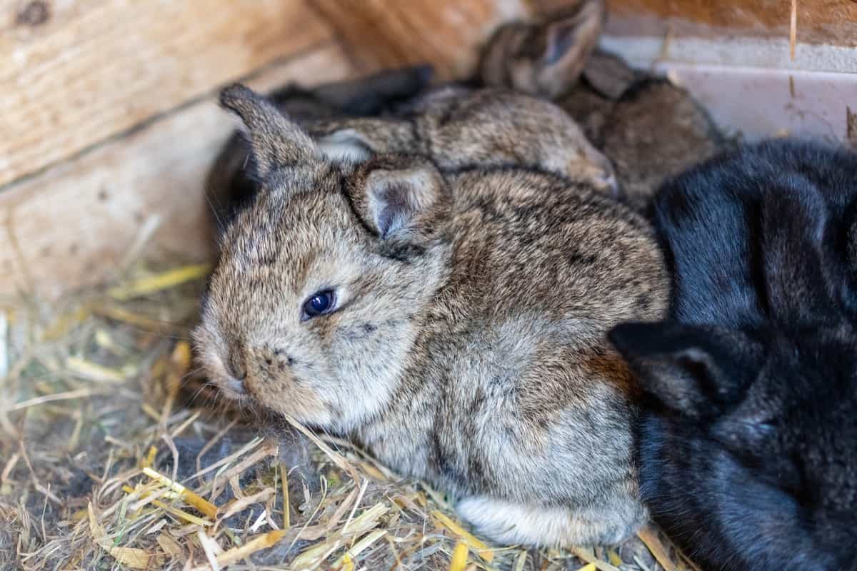 How to Start Rabbit Farming in Switzerland