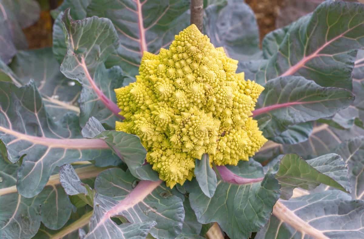 Romanesco Broccoli Plant