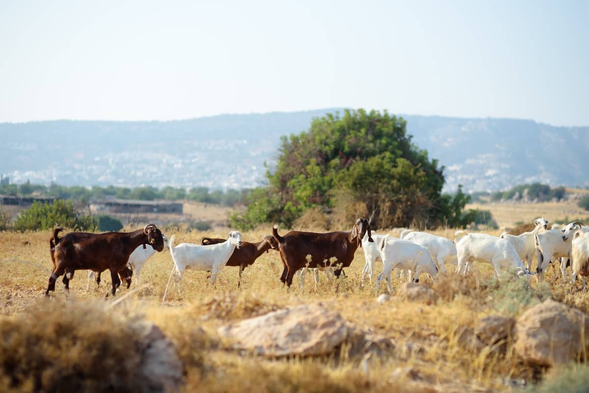 Key Rules to Start Totapari Goat Farming from Scratch