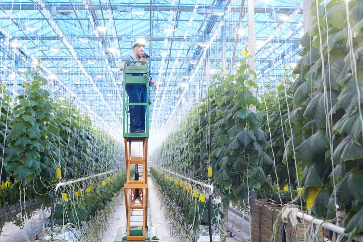 Key Rules to Start a Greenhouse Farming in Mexico