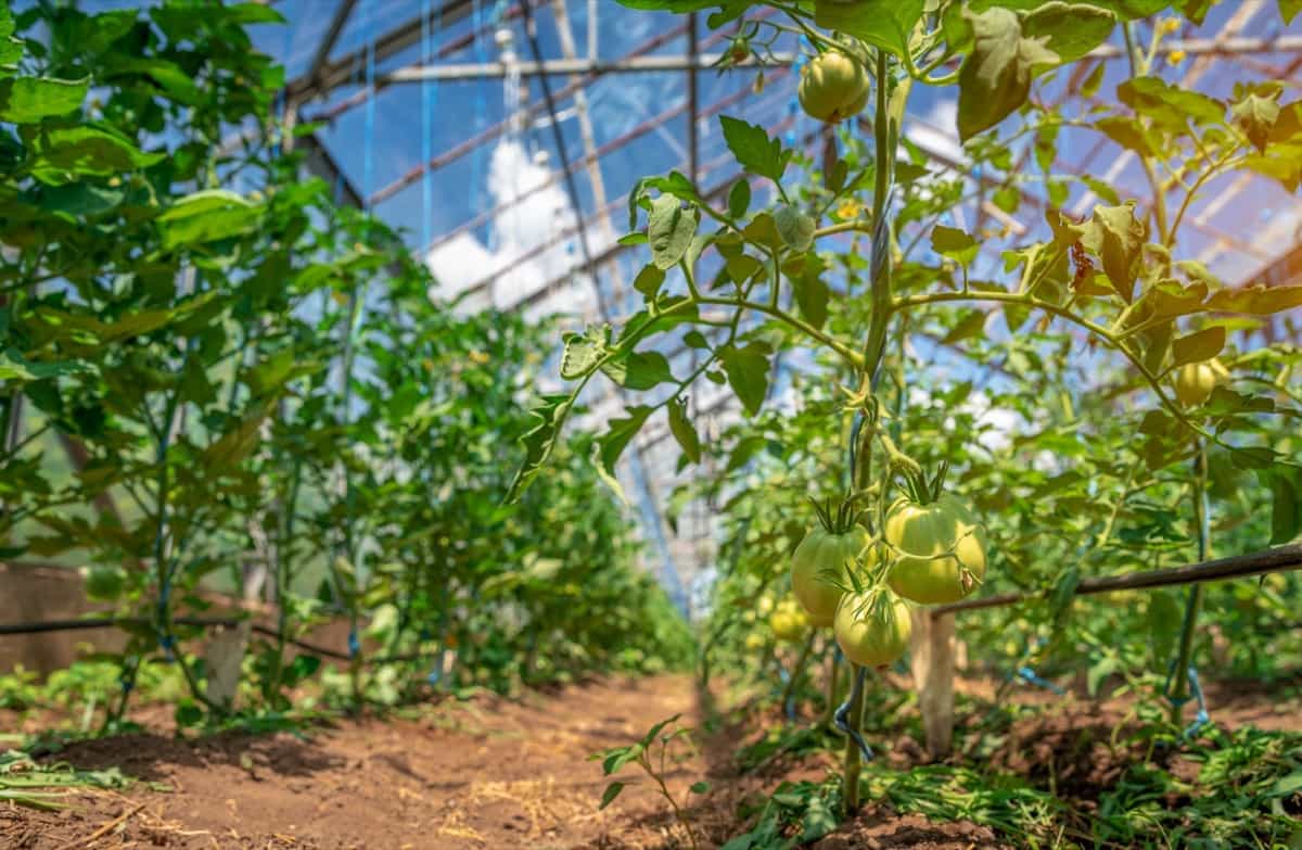 Greenhouse Vegetable Farming