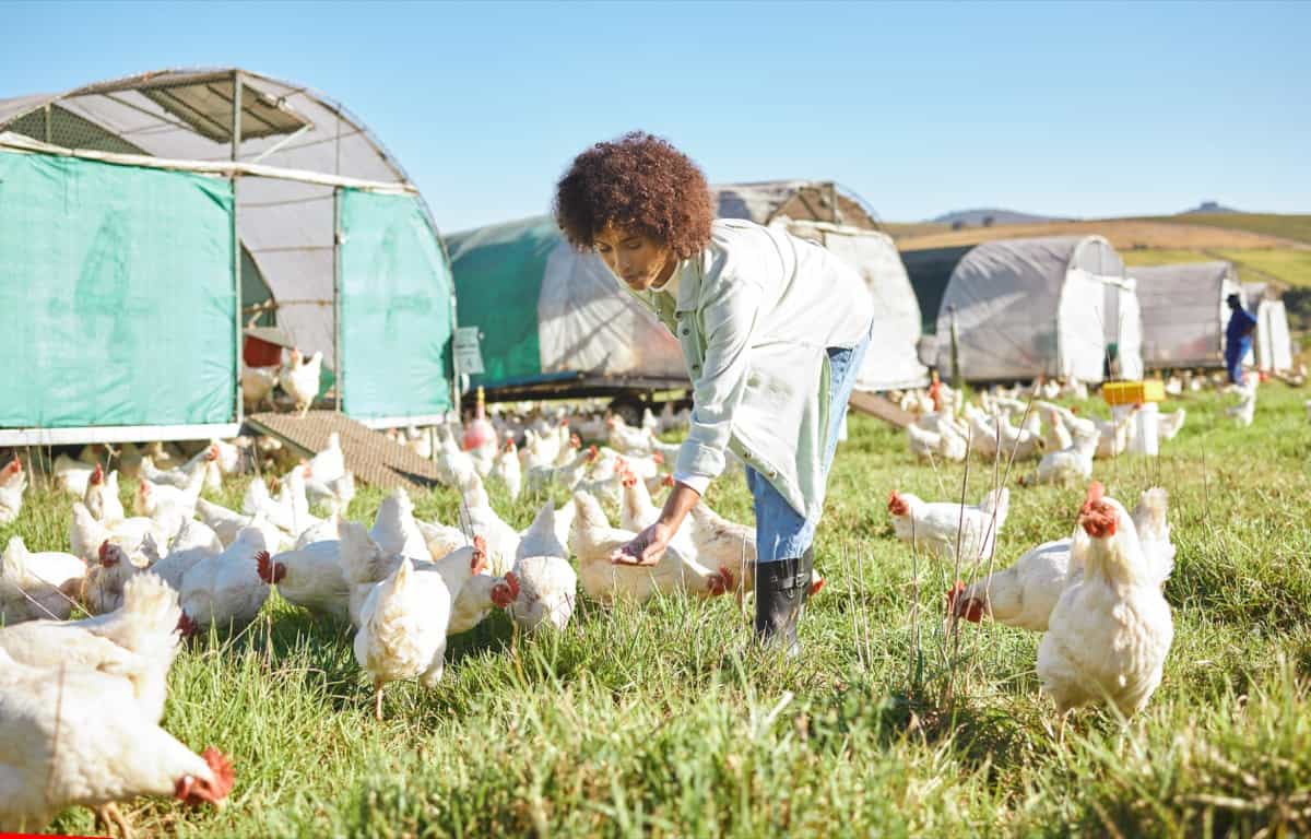 Guide to Starting Country Chicken Farming