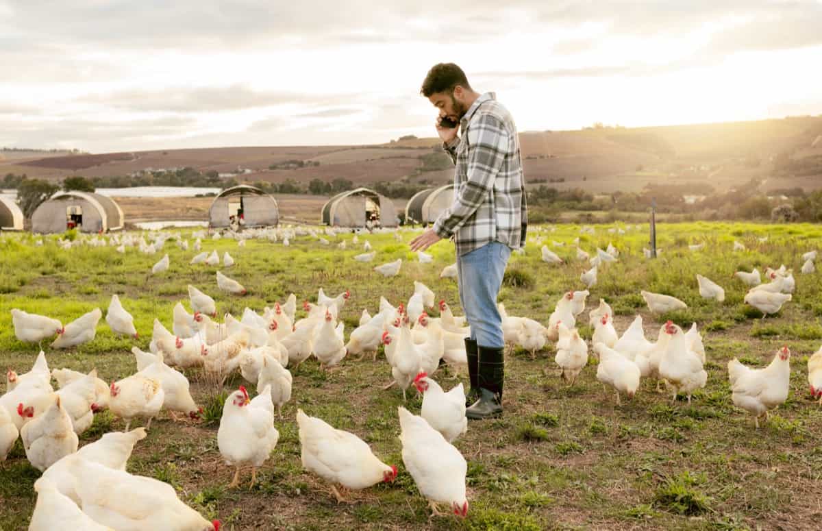 Outdoor chicken farm