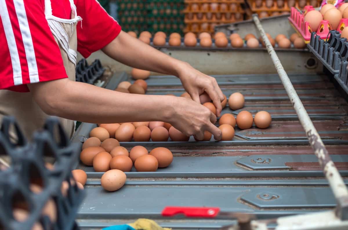 Poultry Farm Egg Management 