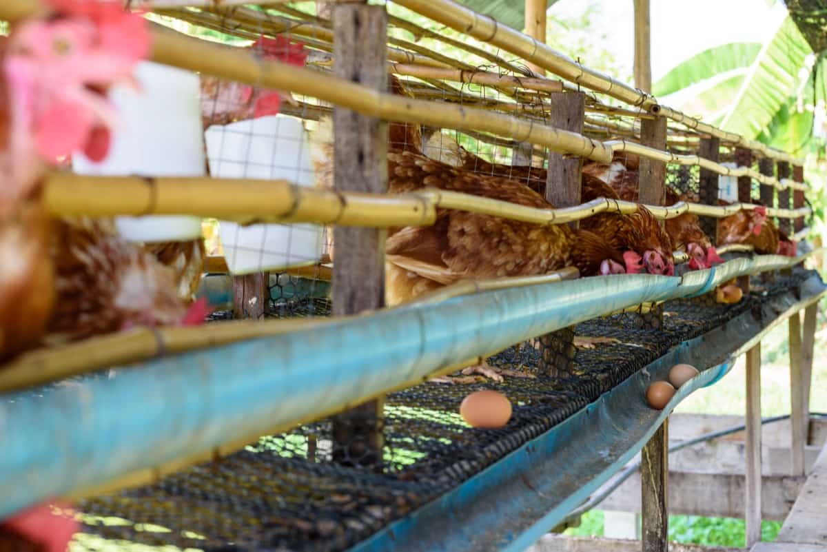 Traditional Poultry Farm Egg Management