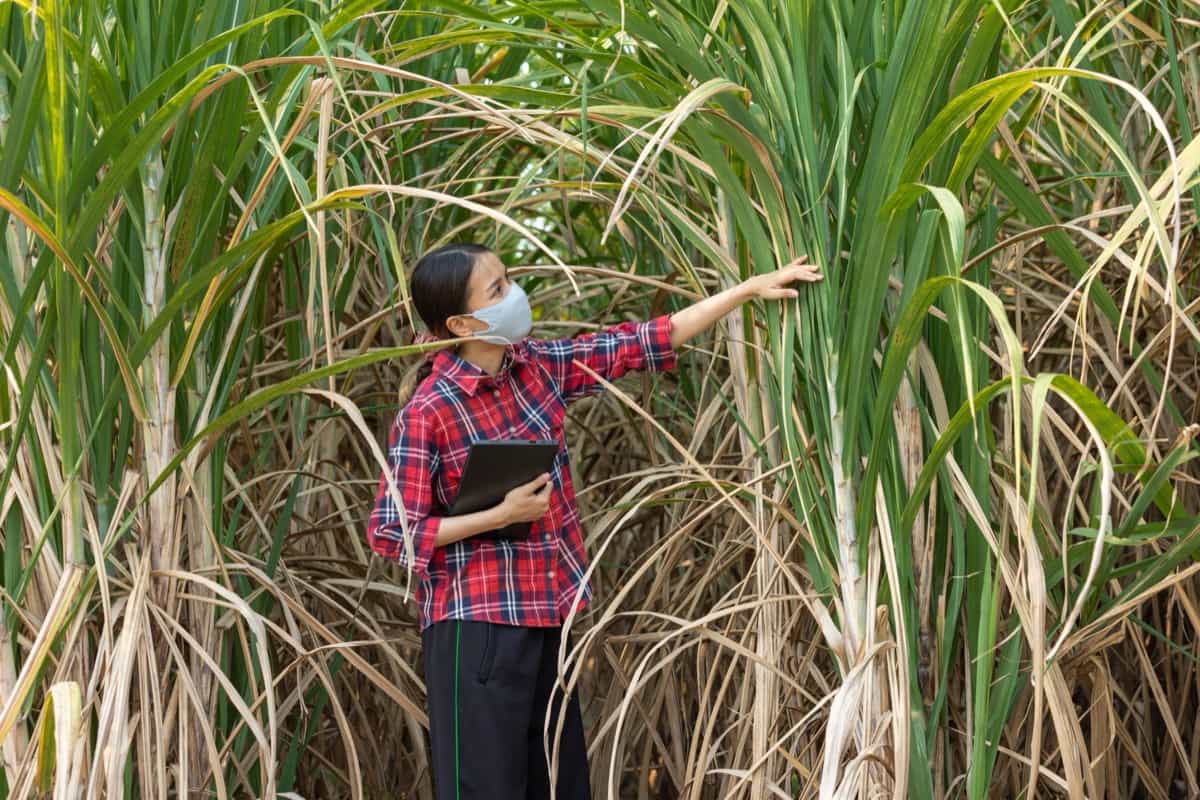 sugar cane plantation
All items/Photos
