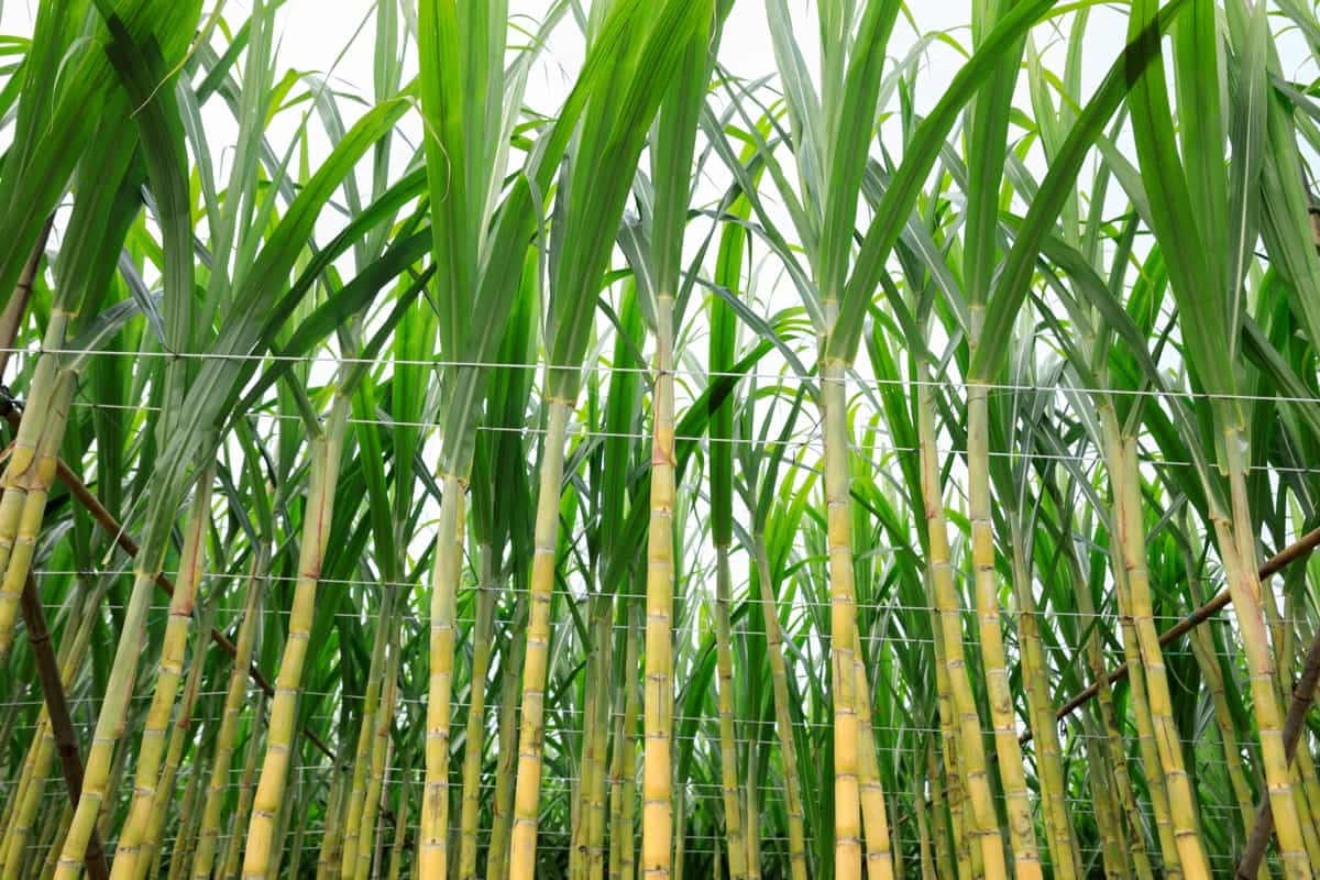 Sugarcane Cultivation in Tamil Nadu: Crop Profile, Management, Cost, Profit and Yield
