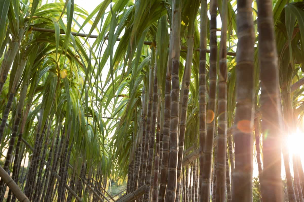 Sugarcanes ready to harvest