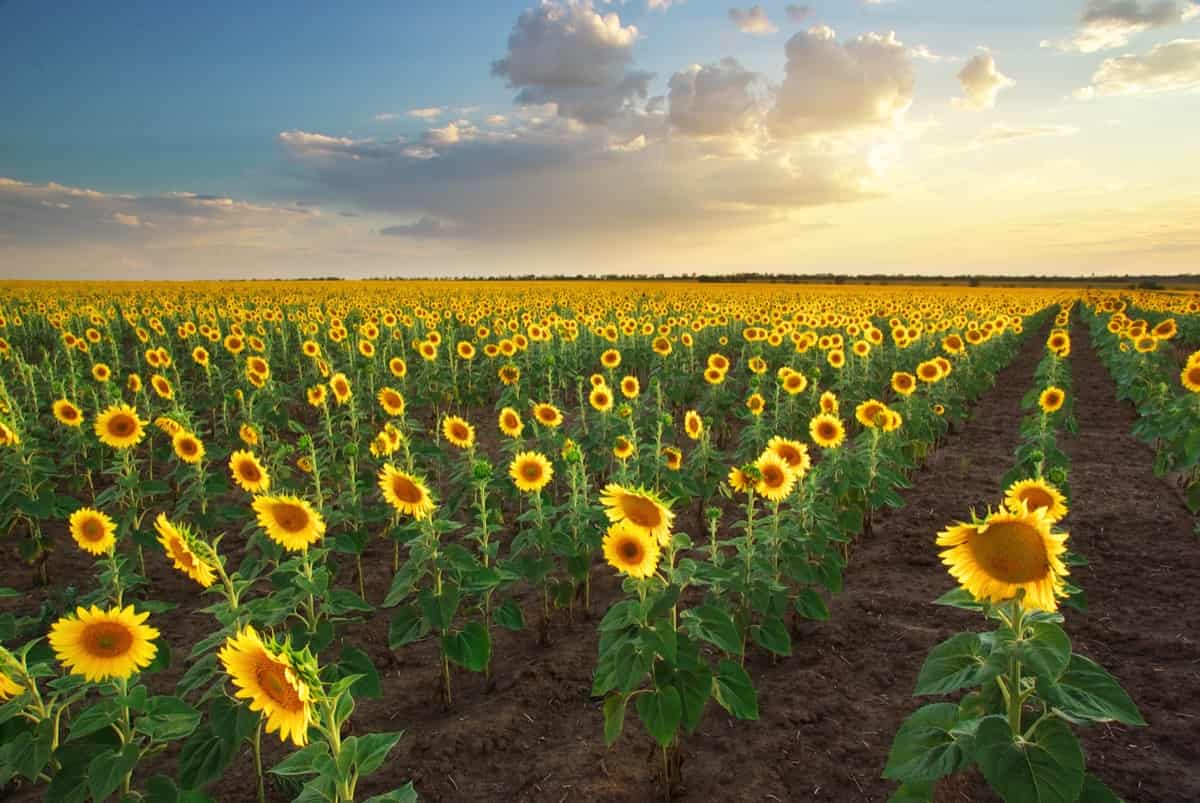 Sunflower Weed Management