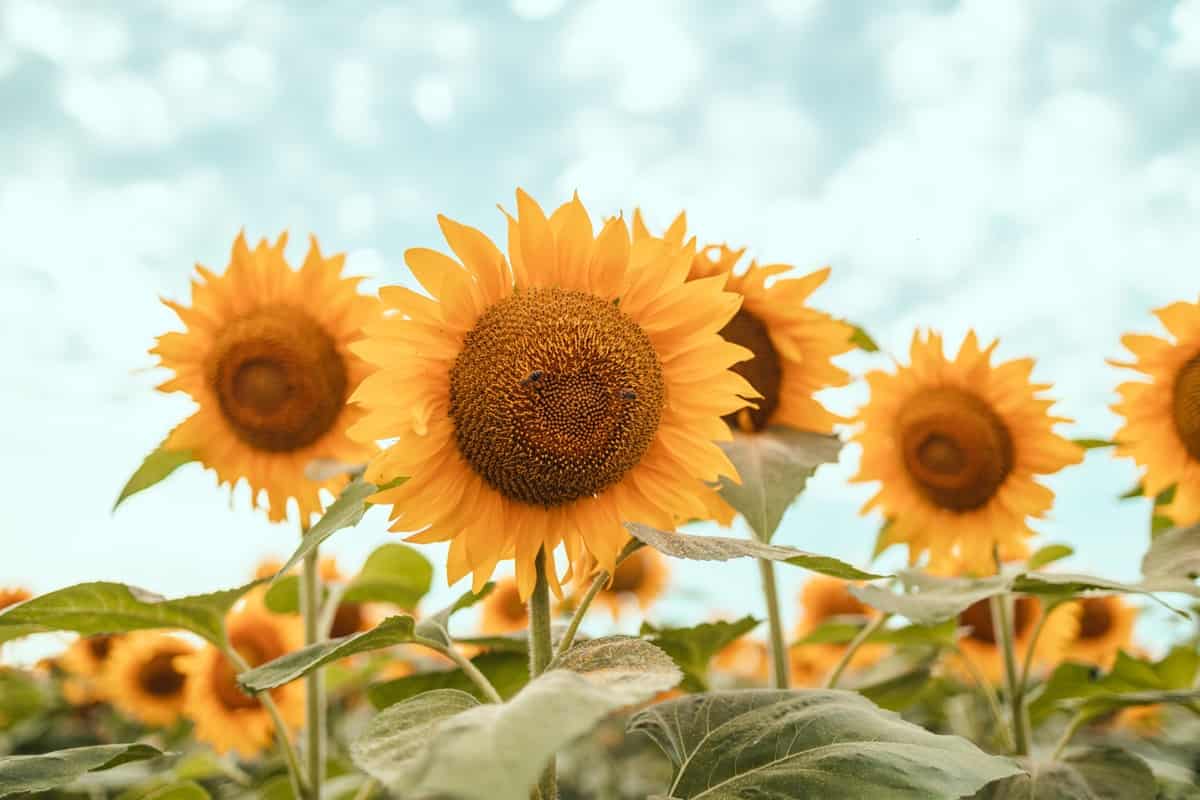 Sunflower Plants
