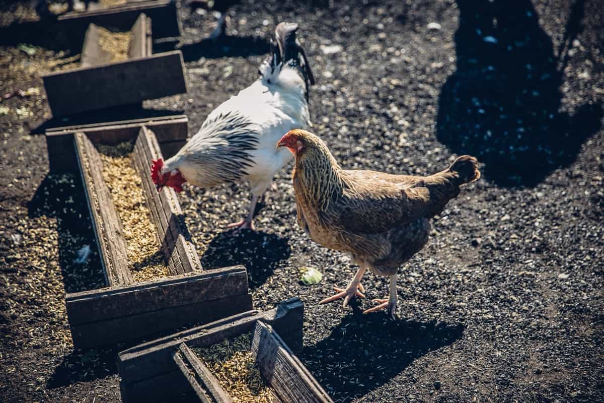 Chickens eating from a wooden feeder at a farm
