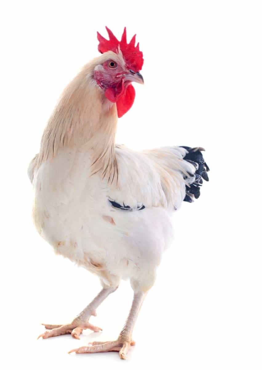sussex chicken