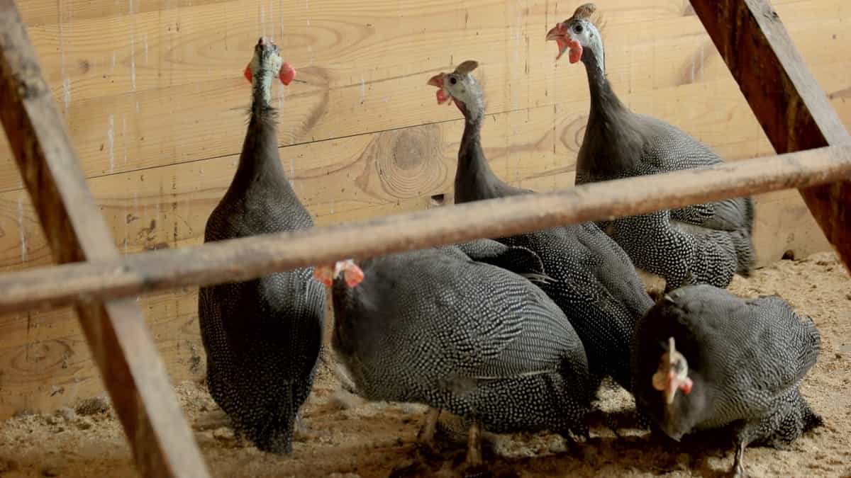 Sustainable Guinea Fowl Production
