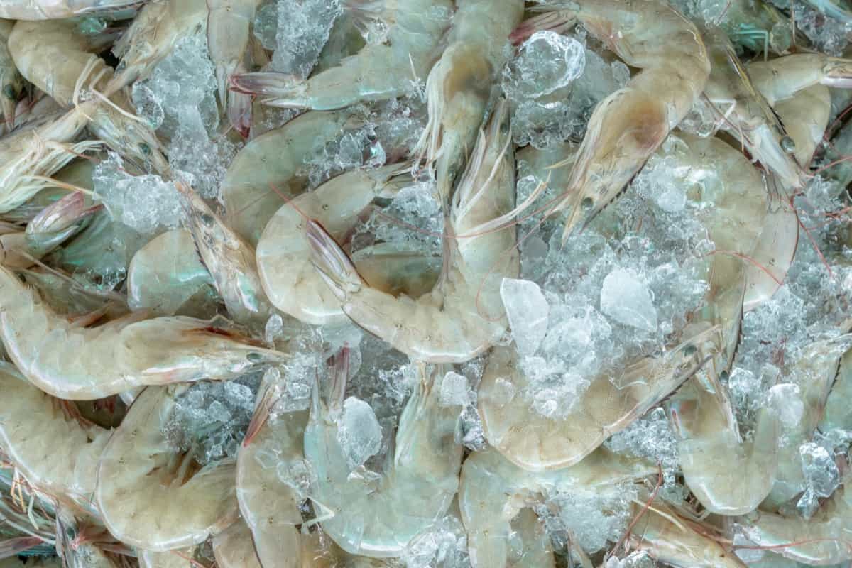 Shrimp Harvest
