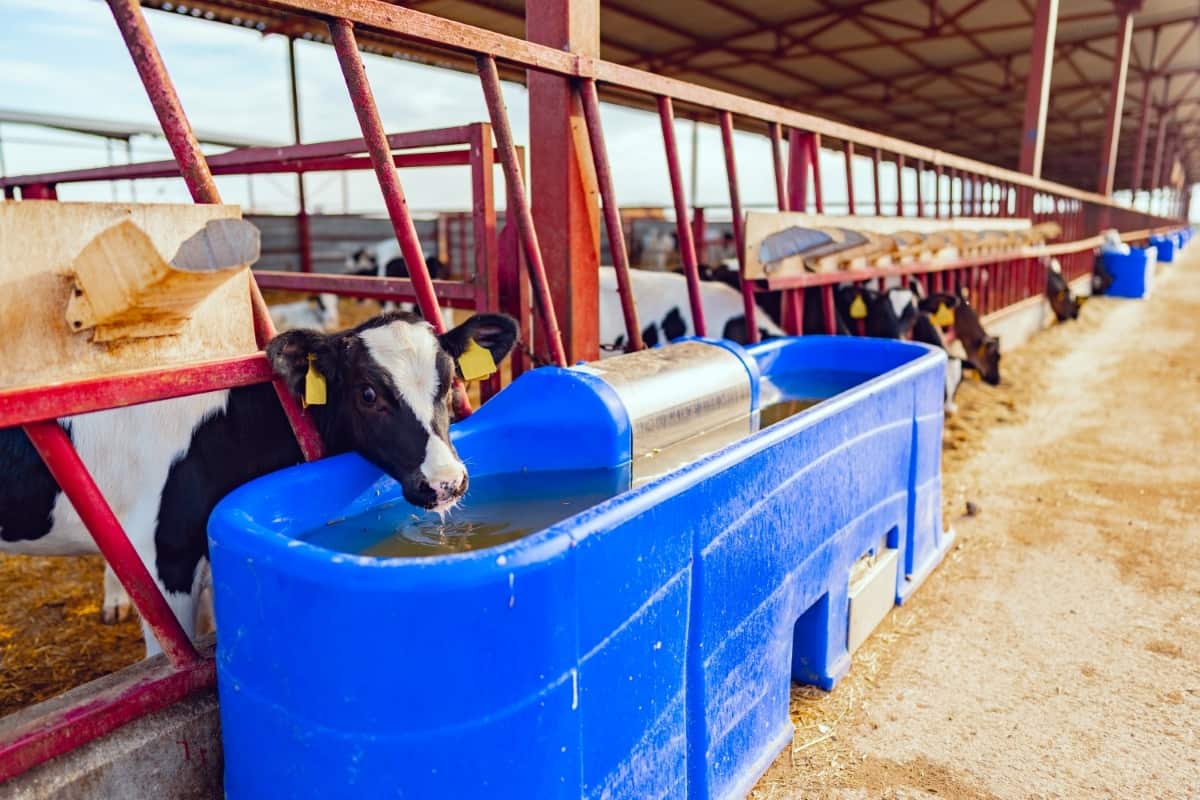 Cow Drinking Water in A Modern Farm