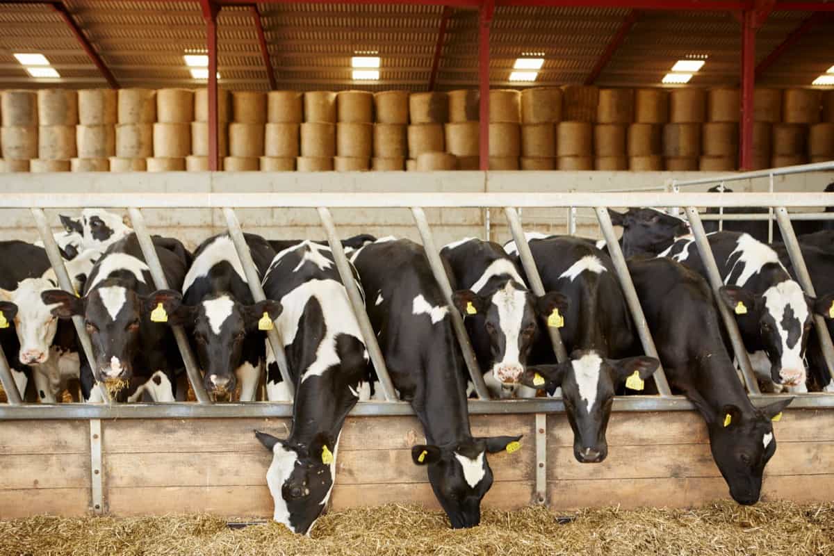 A row of cattle feeding on hay in an open barn on a farm
