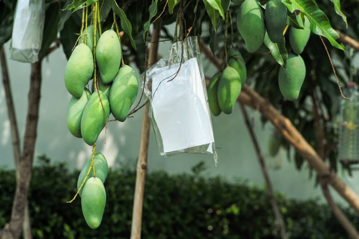 Green Mangoes Hanging on The Branch