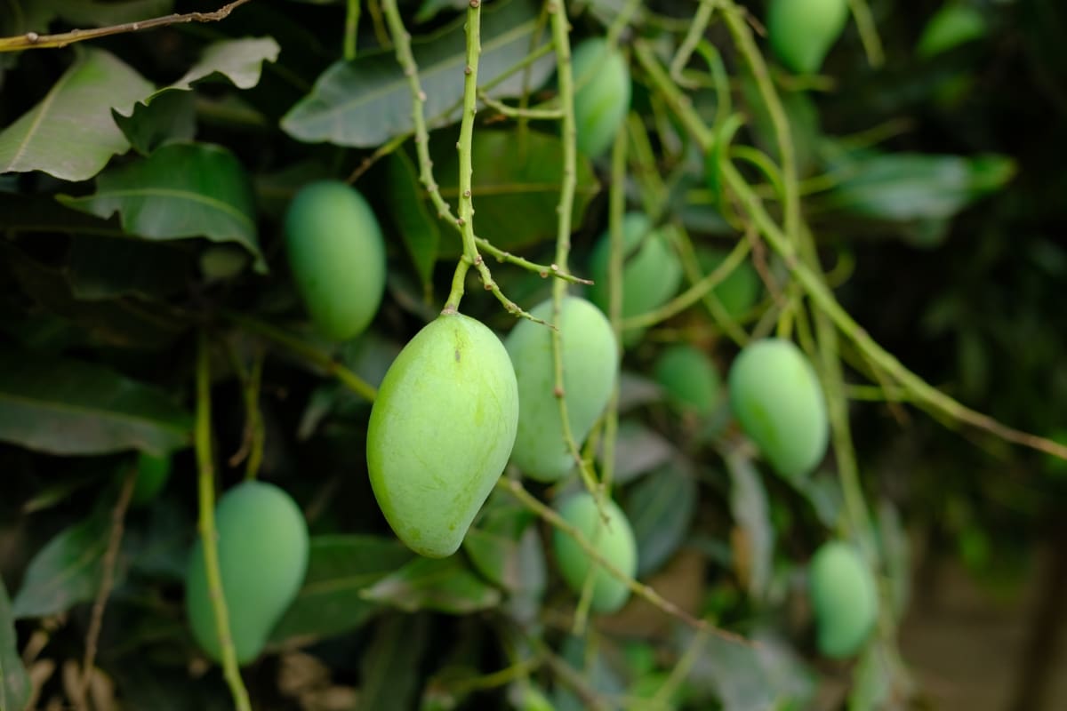Fresh Green Mango in A Garden