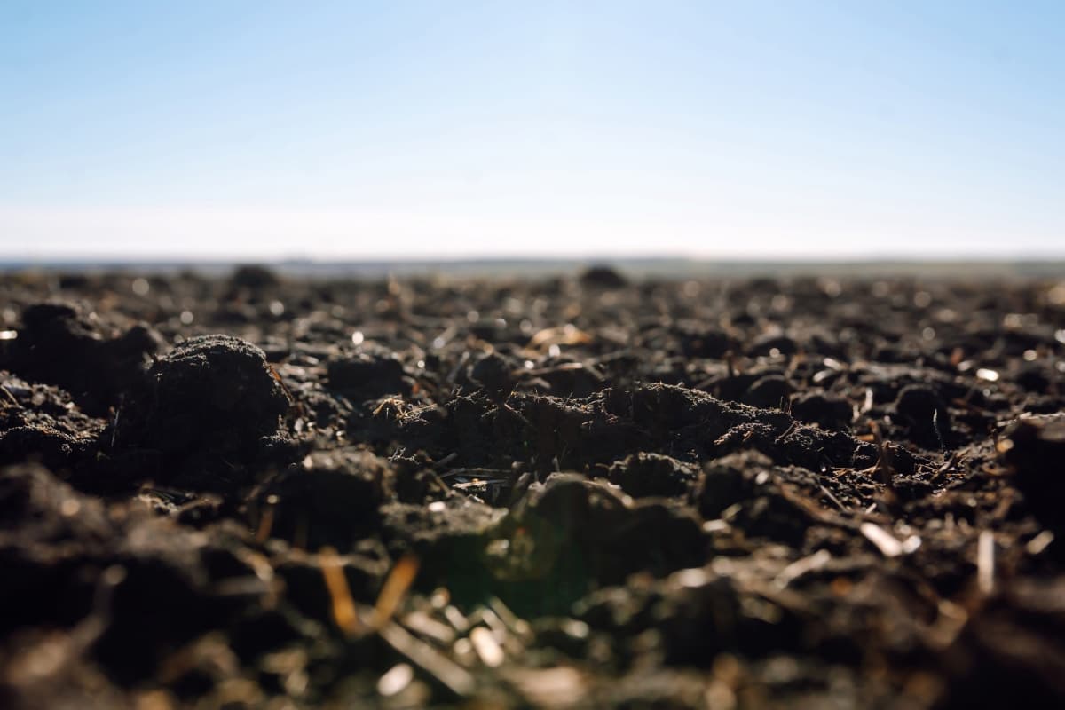 The Best Crops for Black Soils