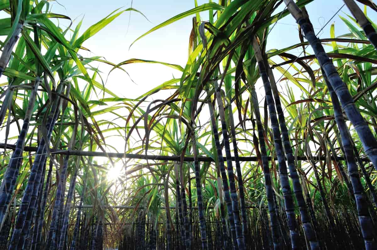 Sugarcane Plants 