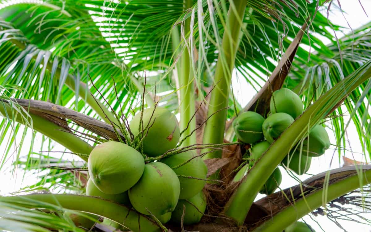 The Complete Guide to Coconut Farming