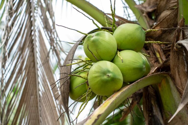 From Seed to Shelf: The Complete Guide to Coconut Farming