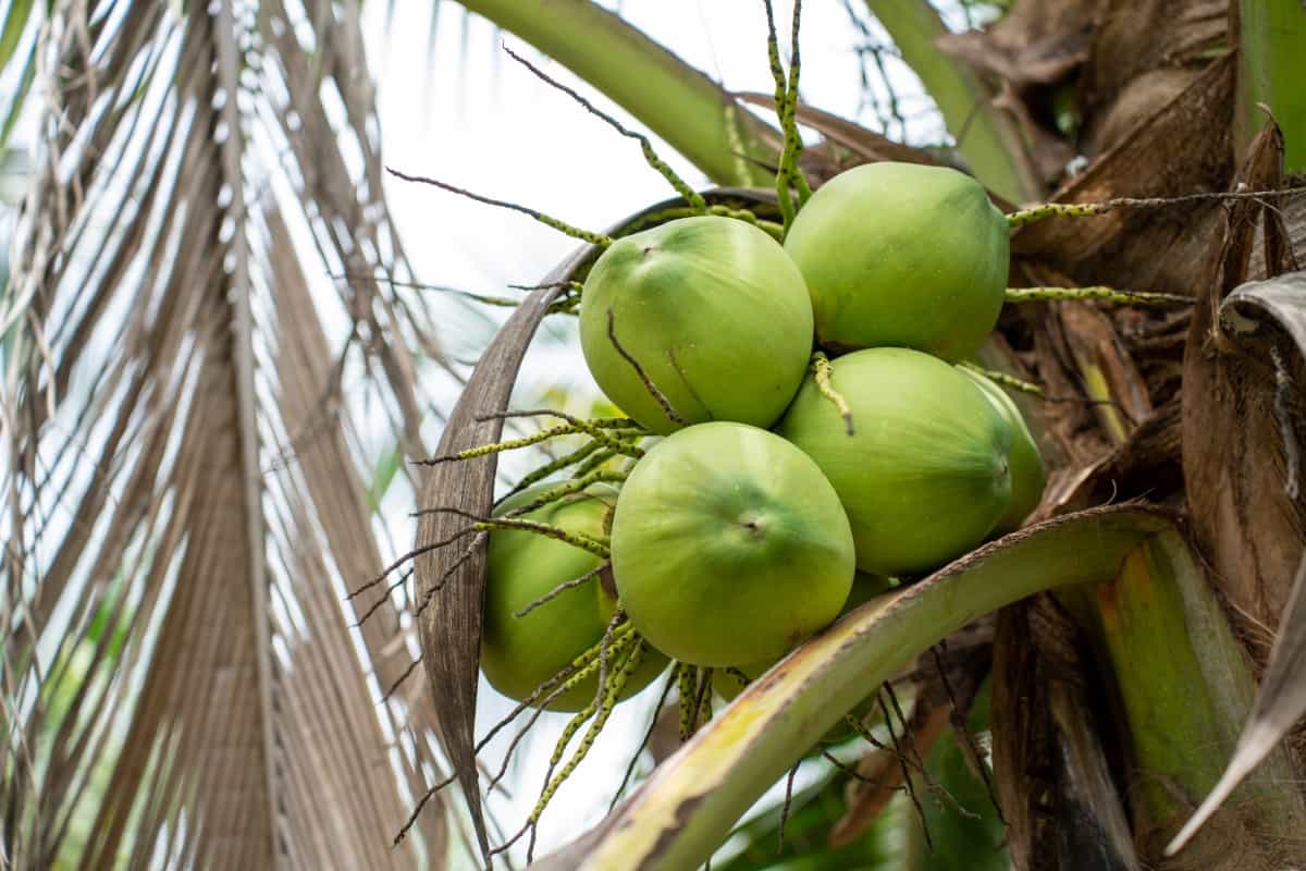 Coconut Tree at Coconut Farm