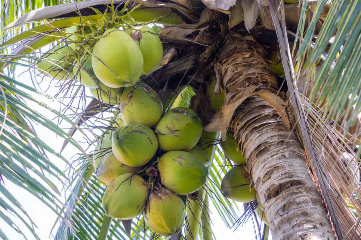 Fresh Coconut on The Tree
