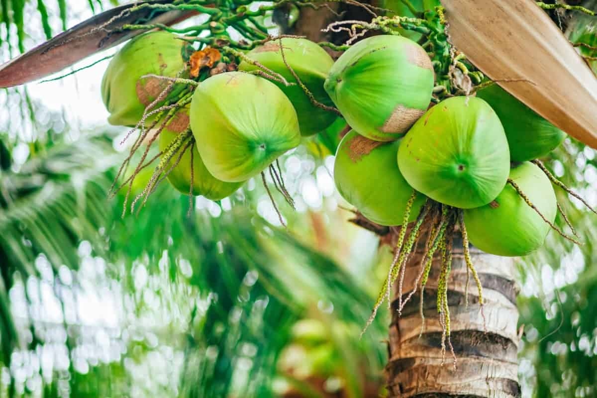 Green Coconuts 