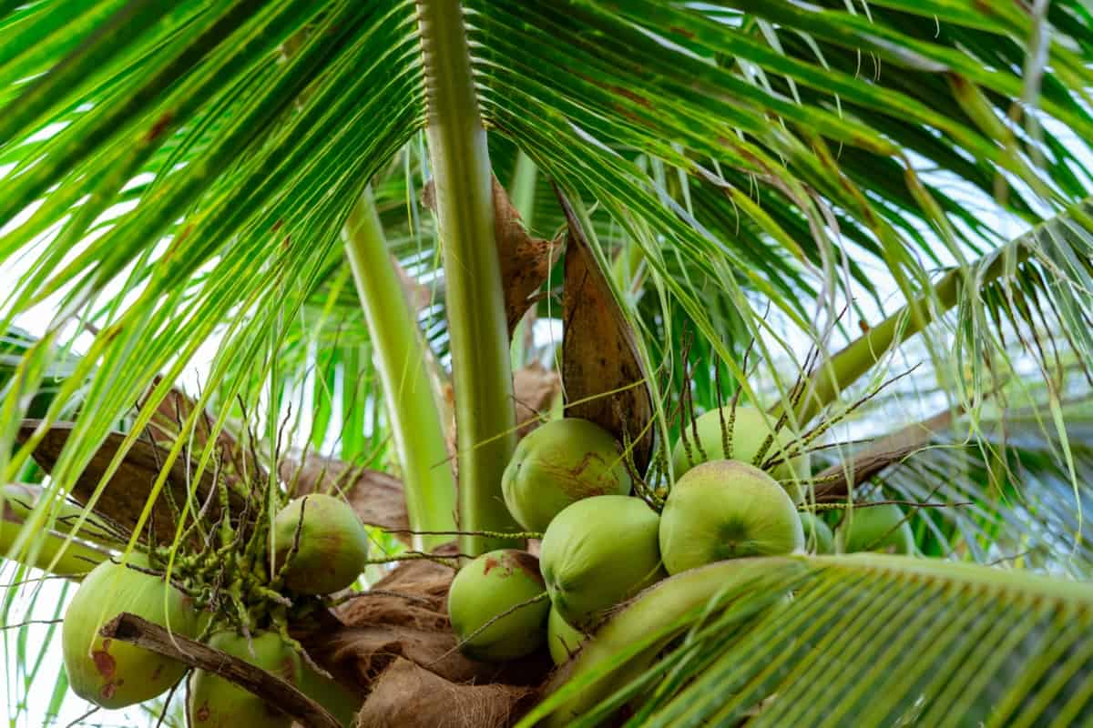 Bunch of Coconuts
