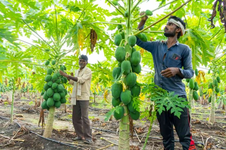 The Complete Guide to Papaya Farming: From Seed to Sale