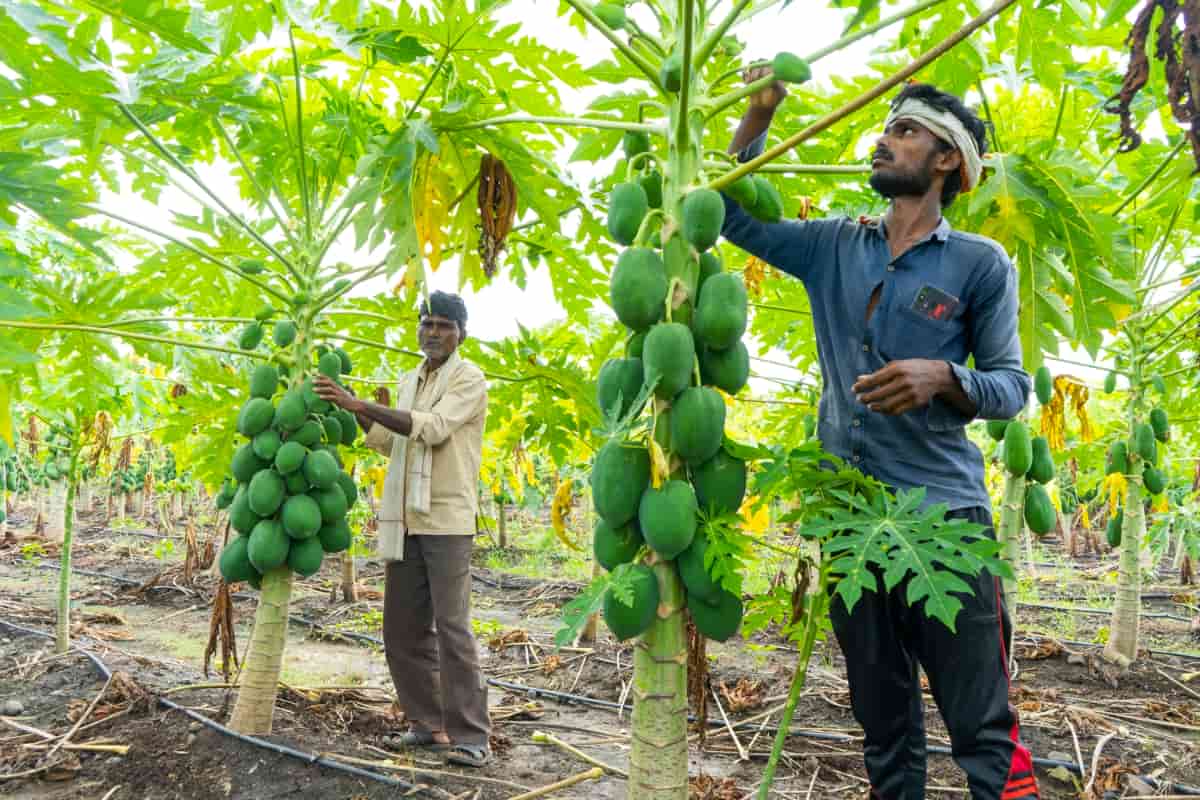 Farmers Working in Papaya Plantation