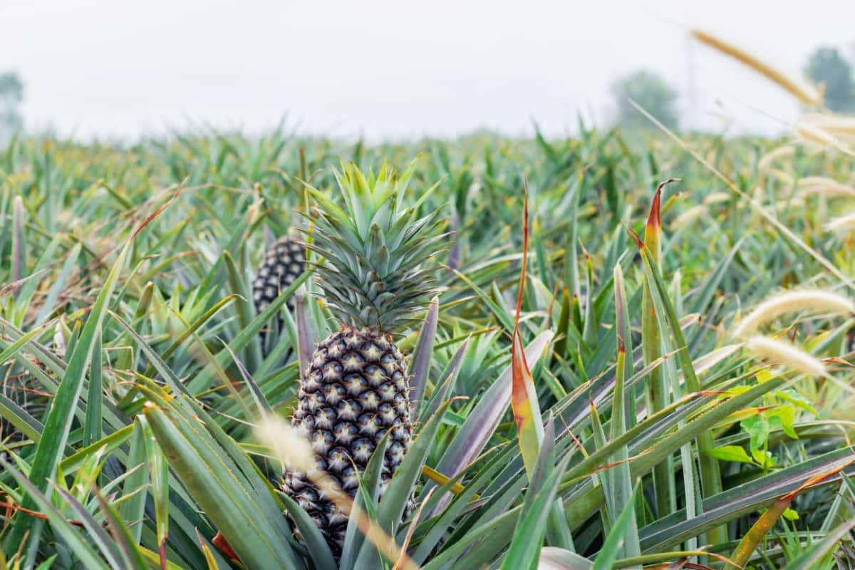 The Complete Guide to Pineapple Farming