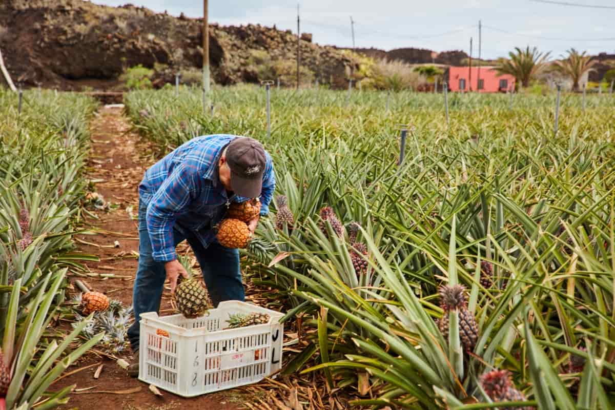 Farmer Collecting Ripe Pineapples