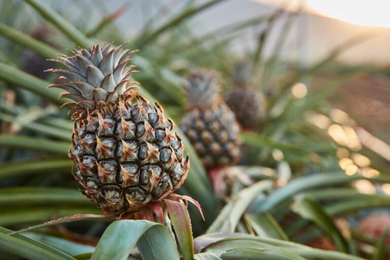 The Complete Guide to Pineapple Farming: From Seed to Sale